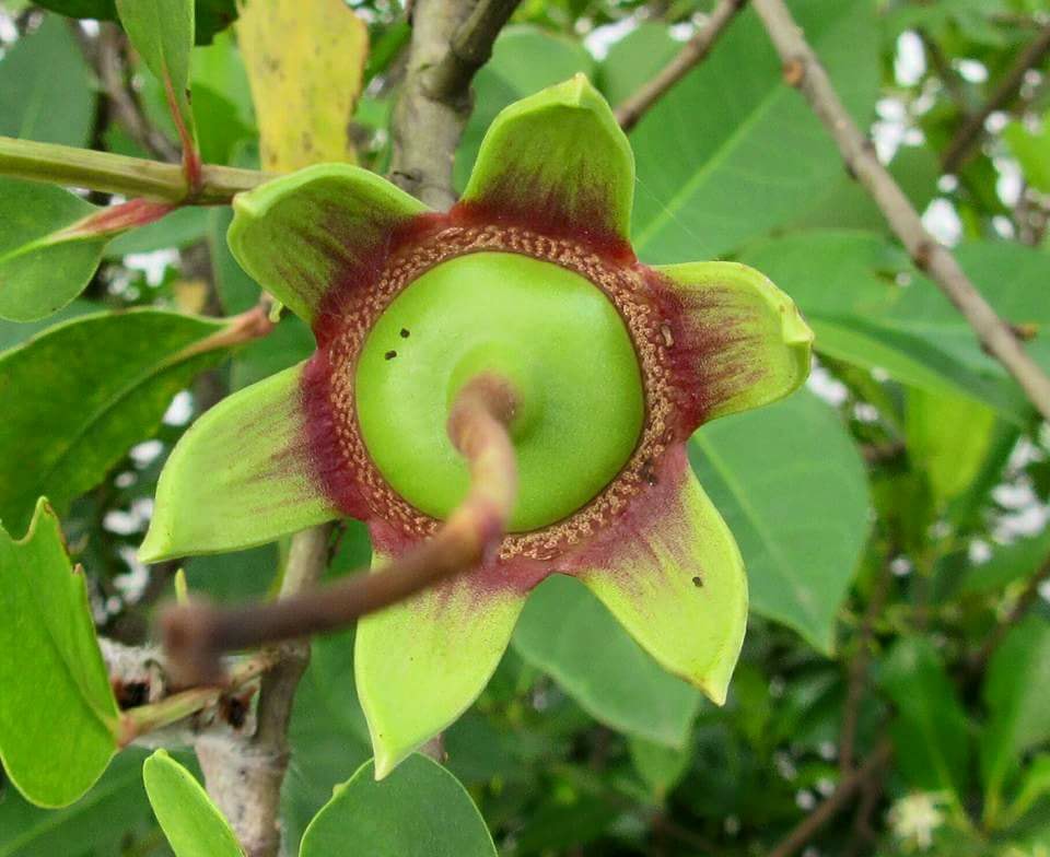 Sonneratia caseolaris Sonneratia caseolaris